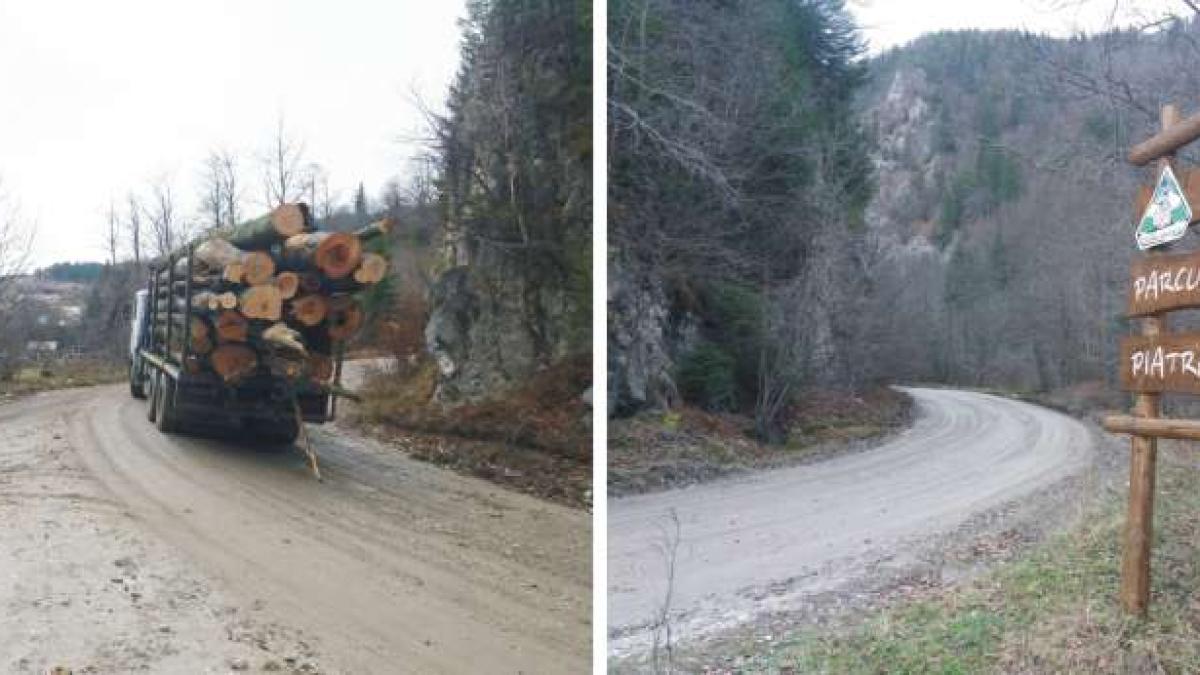 camion_lemne_piatra_craiului_76397100