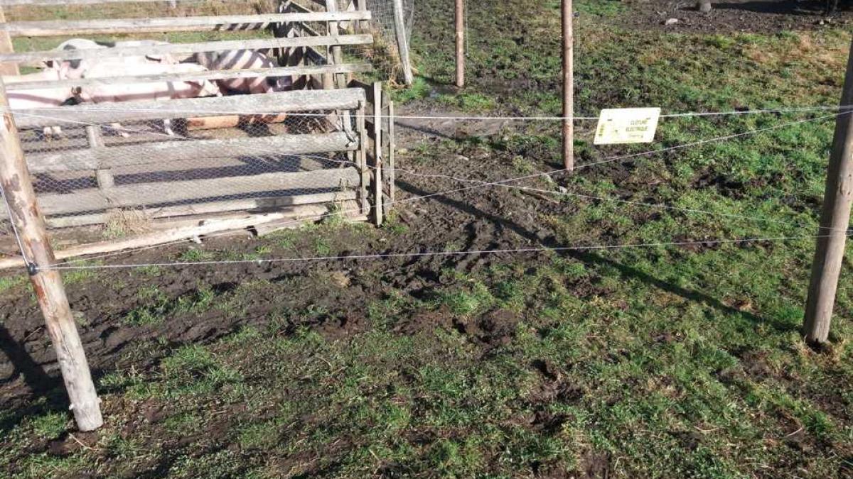 munte_gard_electric_ursi01_36056900