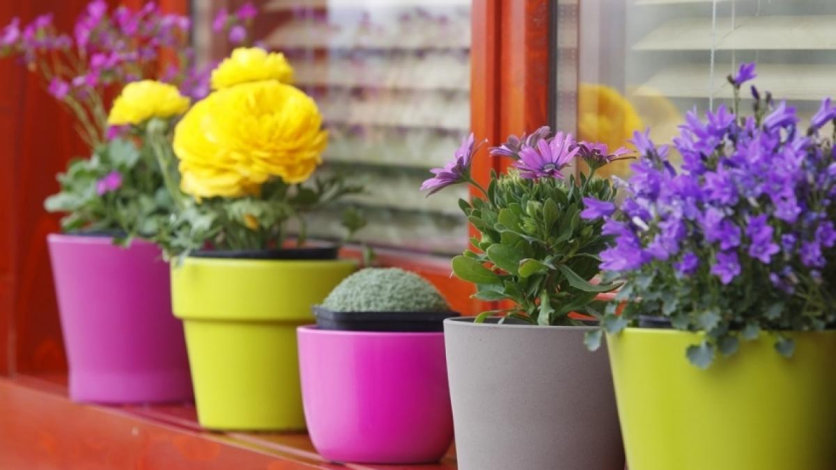 flori_in_ghiveci_e1445550868383_840x530_76813500