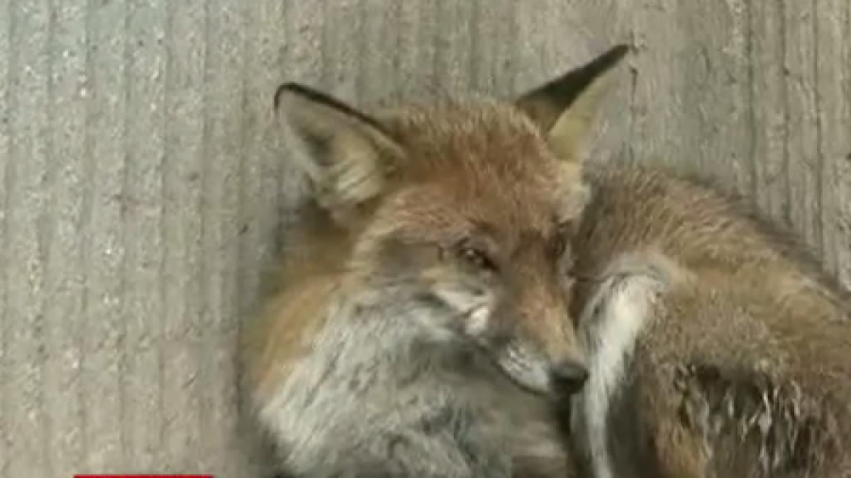 screen_shot_2017_11_29_at_12_48_17_pm_73726000