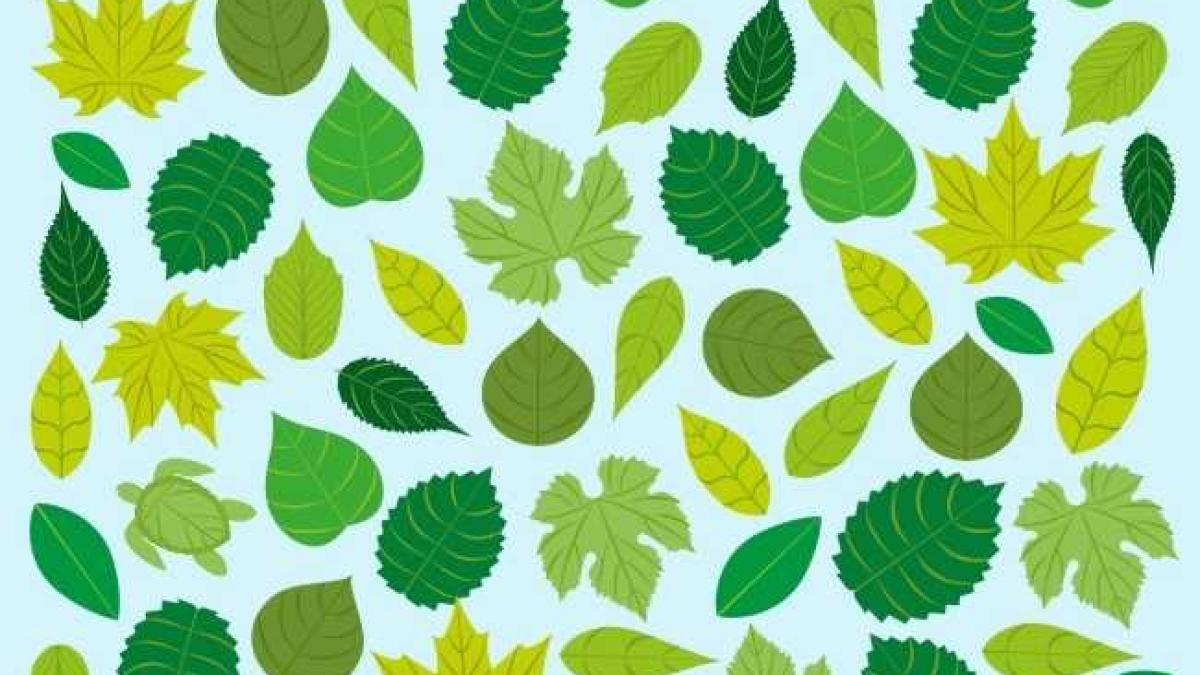 testul_bright_52194400