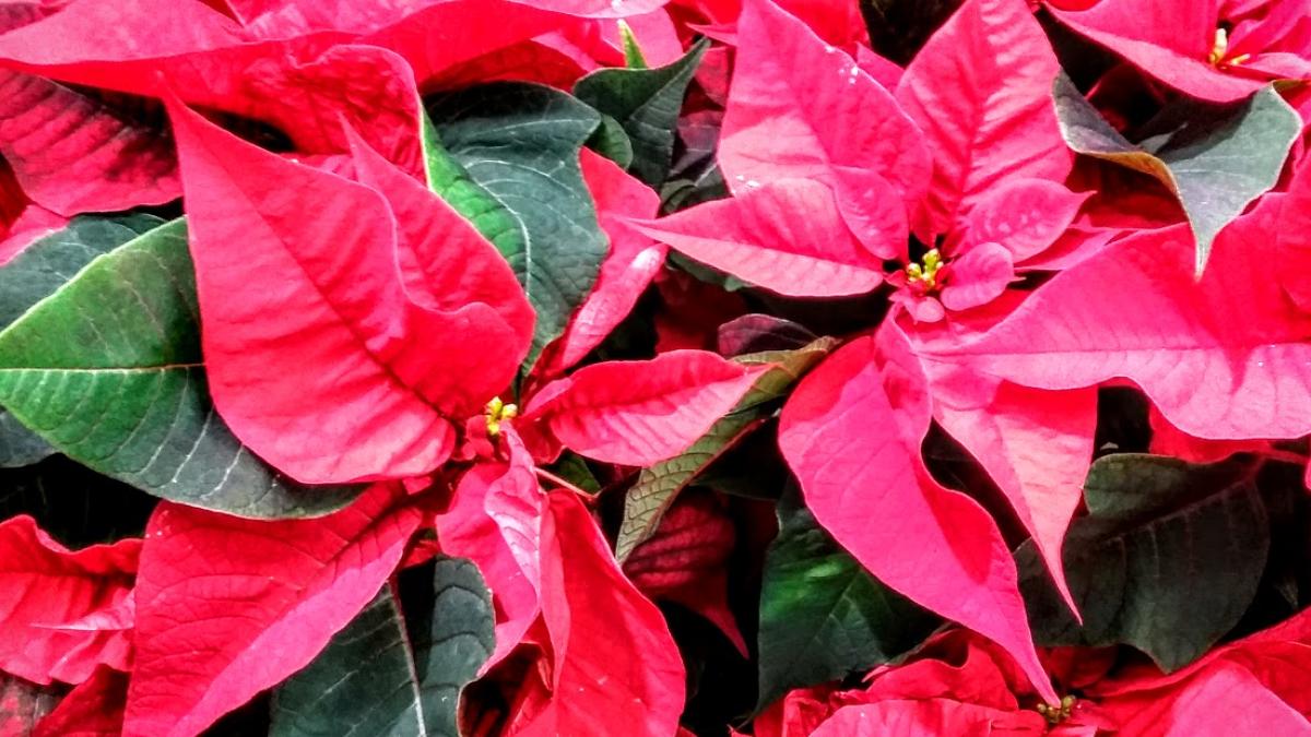 12307565_154525191571507_928103611613991969_o_32148000