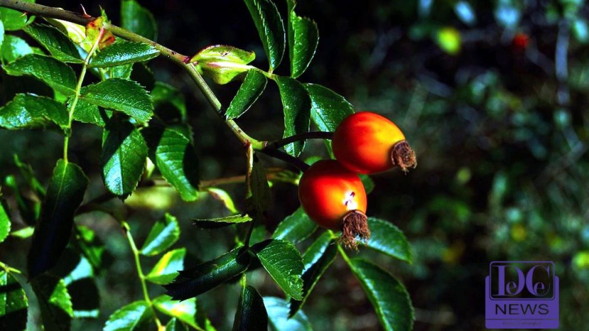 cultura_goji_pom_28100100