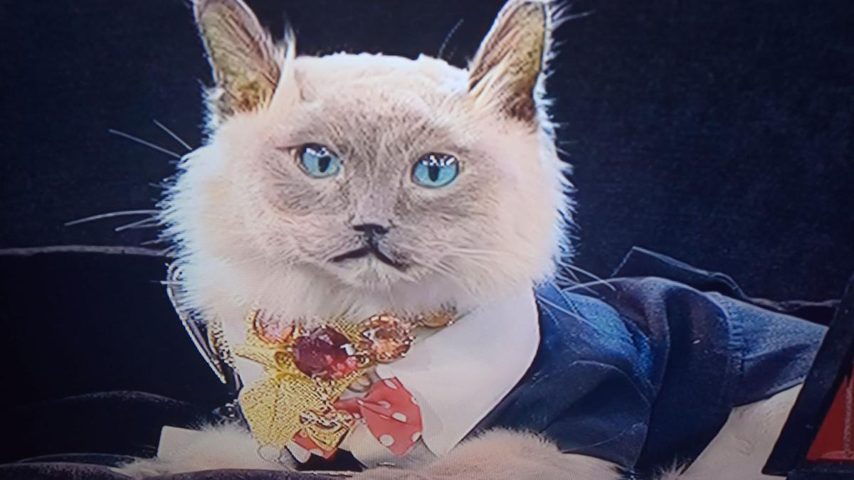 pisoi_zavoranu_98953600