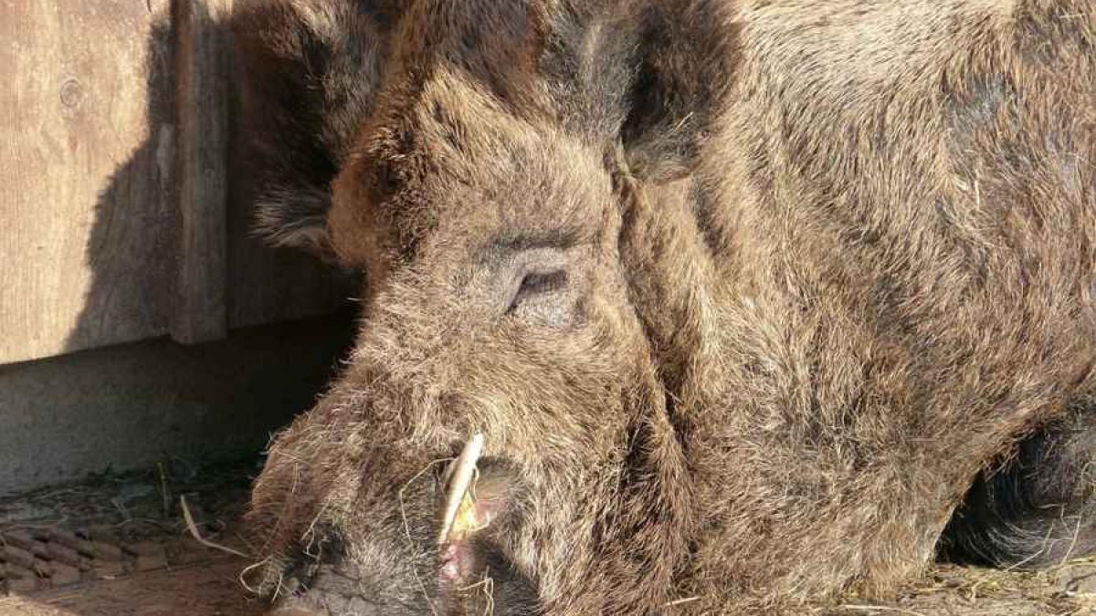 porc_mistret_45597600