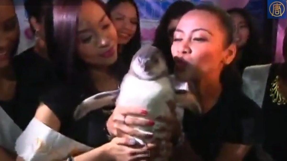 rasfat_pinguin_24533900