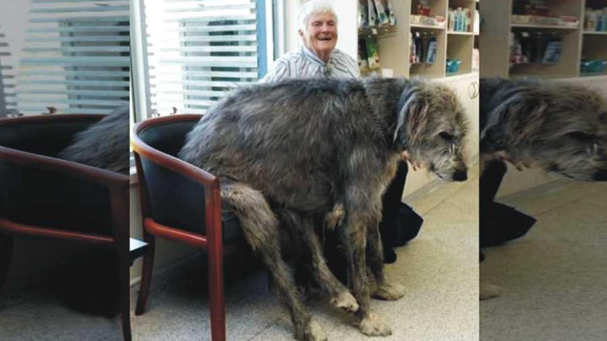 top_10_caini_mari_99022600