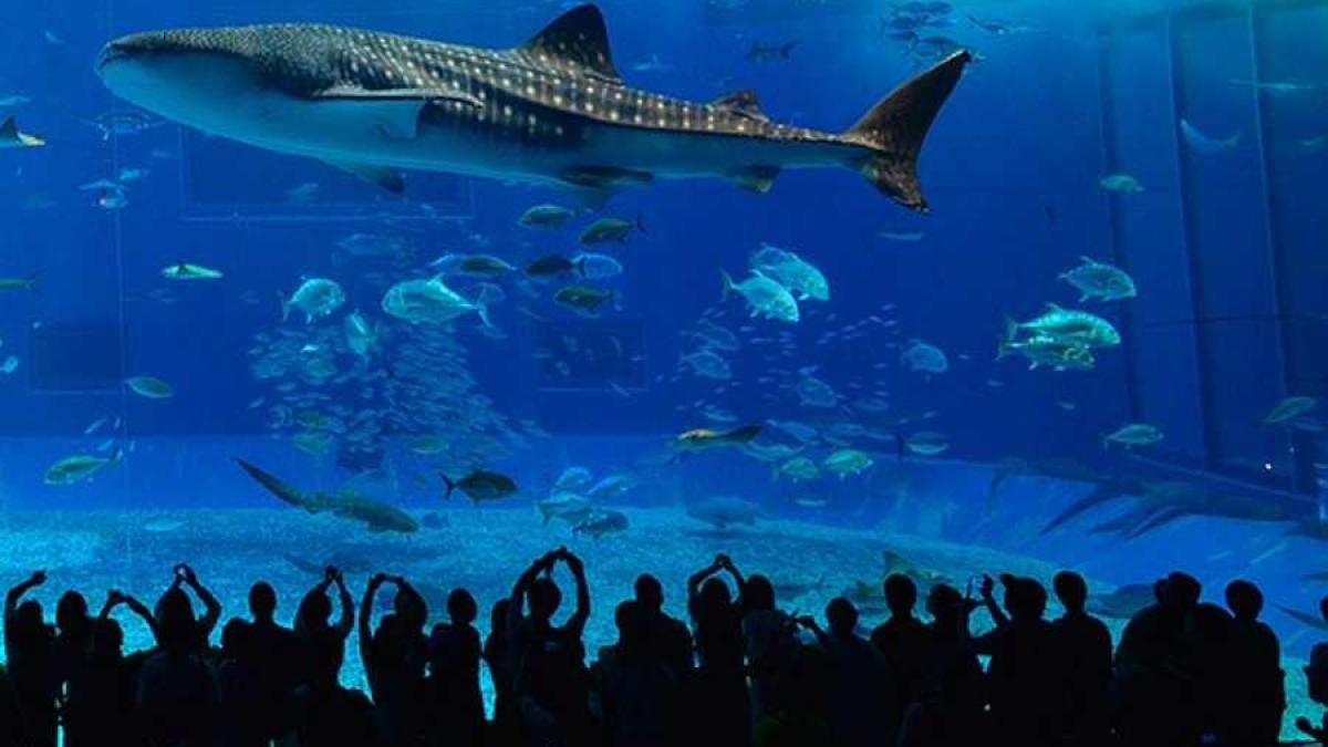 rechinul_balena_21558900