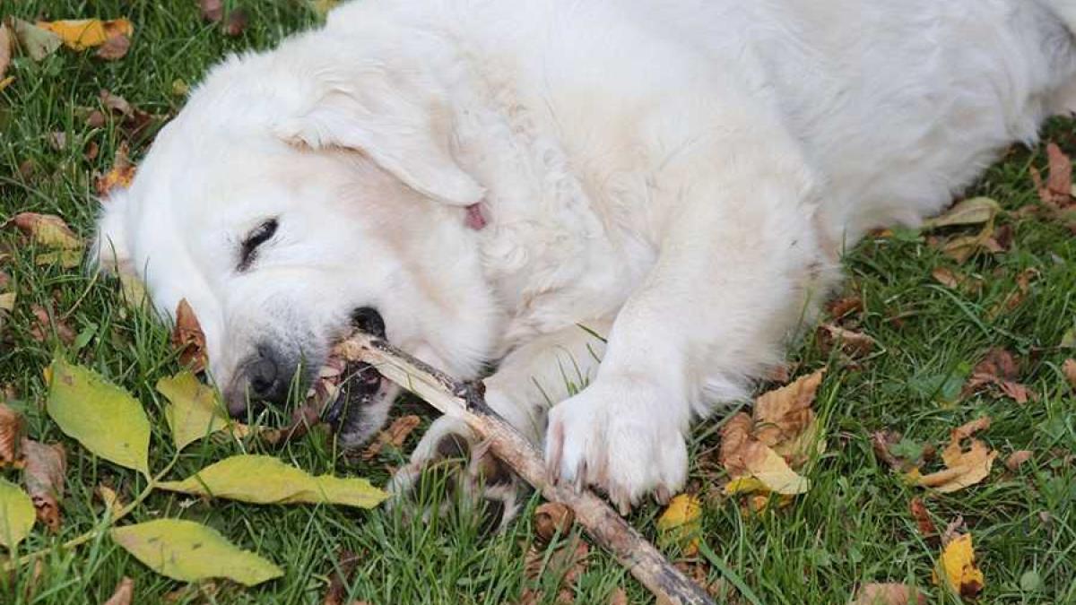 caine_bat_roade_81973700