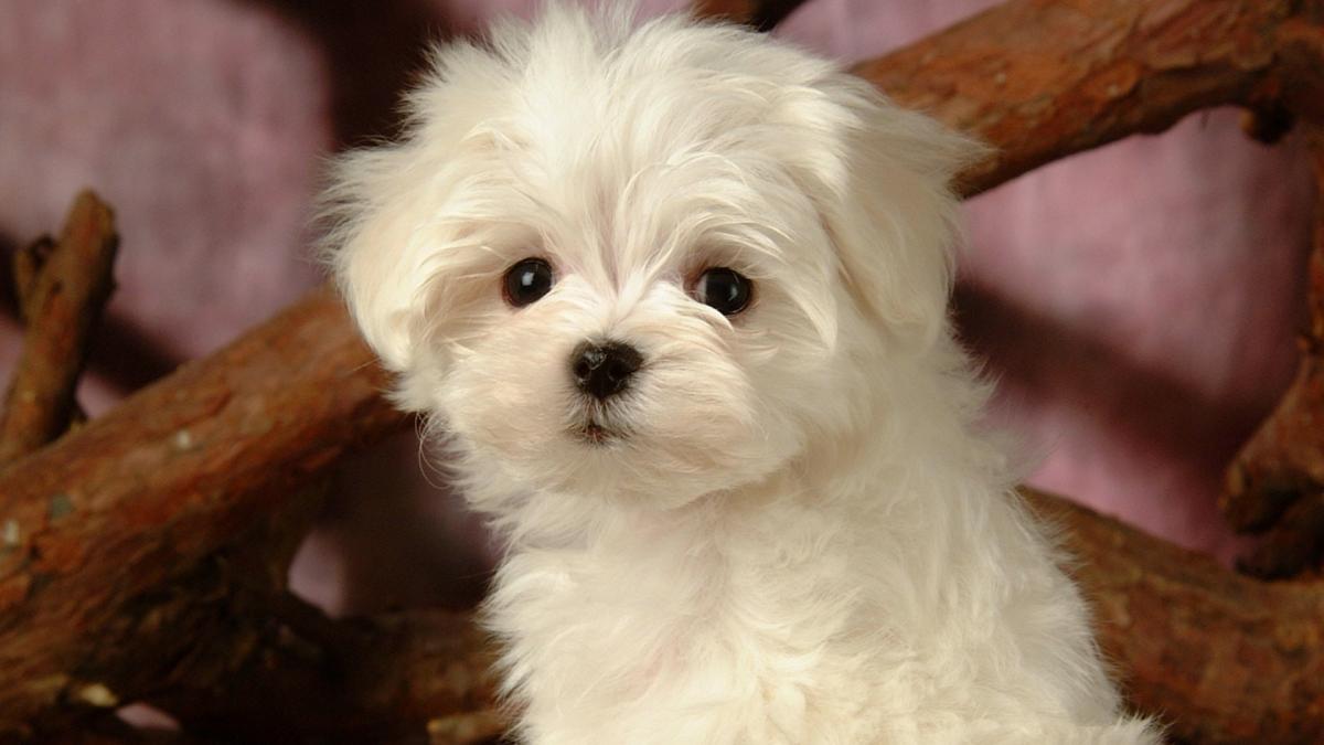 catel_pufos_1680x1050_34120300