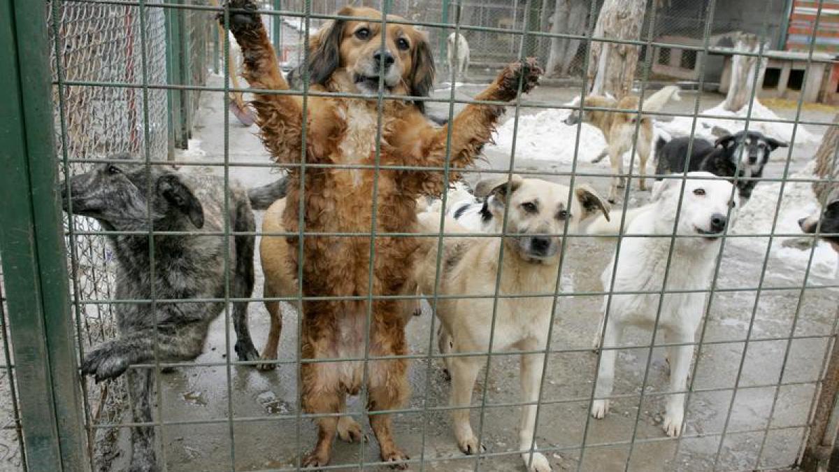 caini_maidanezi_33412000