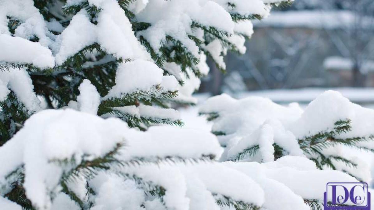 ninsoare_vant_zapada_copac_brad_62738800