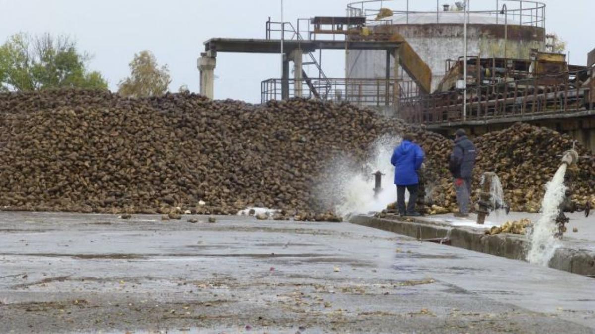 fabrica_de_zahar_bod_53601500