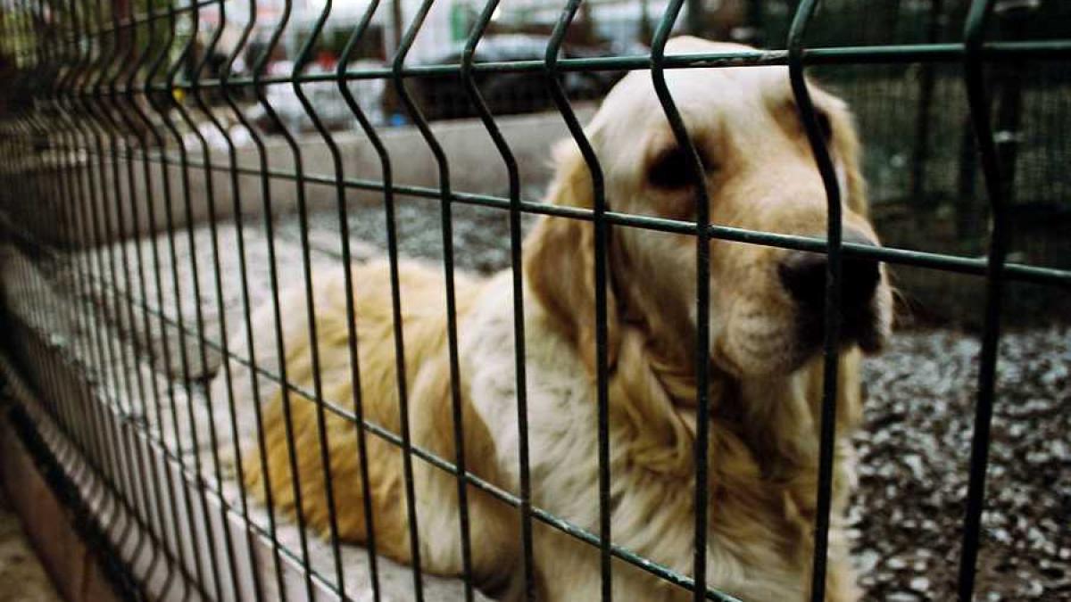 caine_de_strada_fara_stapan_05670700