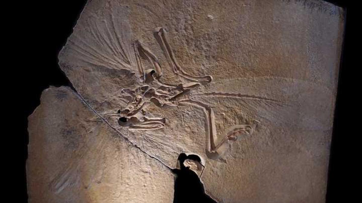 archaeopteryx_39956900