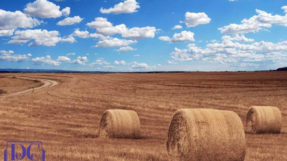 paie_baloti_camp_79195600