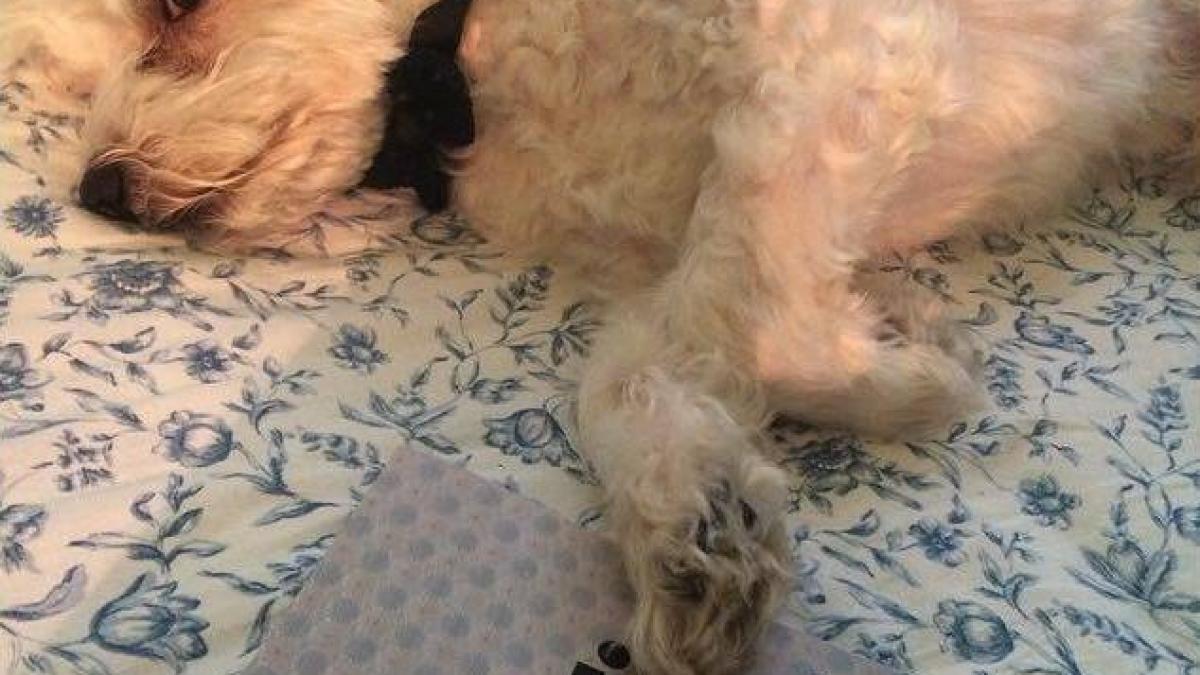 catel_caine_72057300