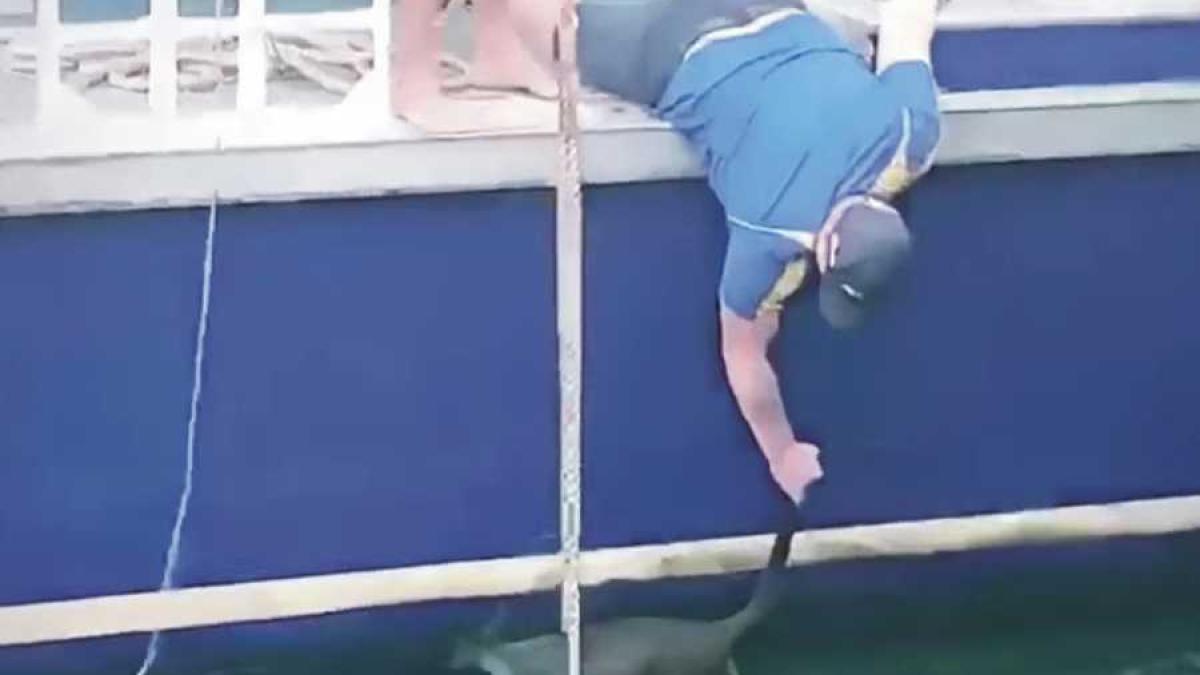 wallaby_sidney_08313400