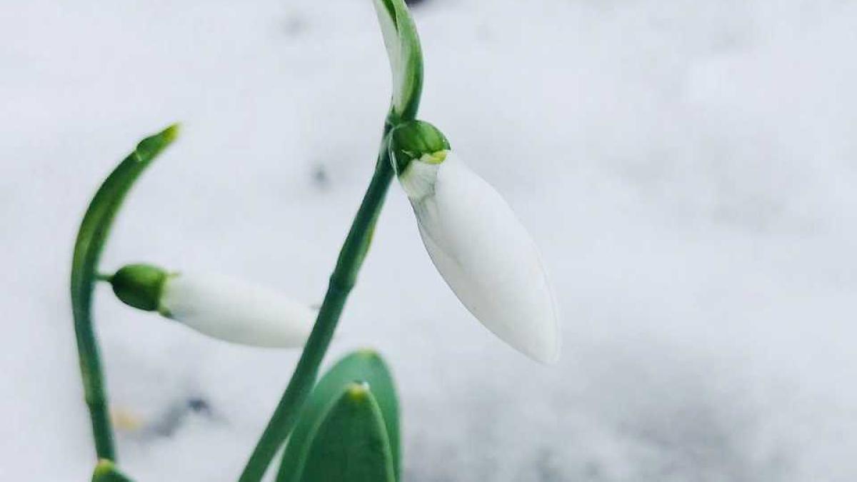 ghiocel_iarna_13651400