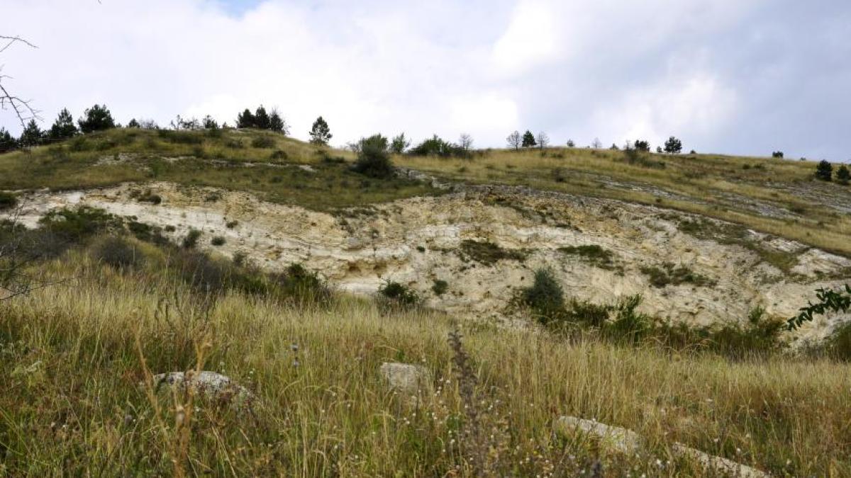 plante_ambrozie_ionut_stroe_79062000