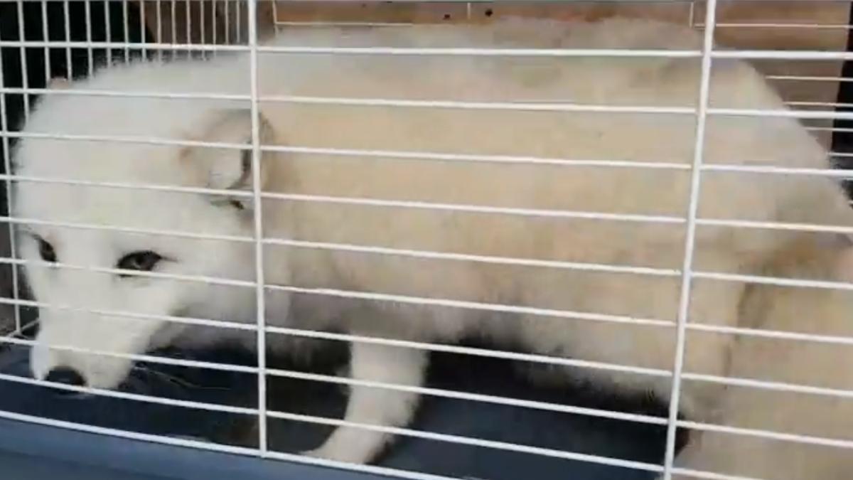 vulpe_polara_56146900