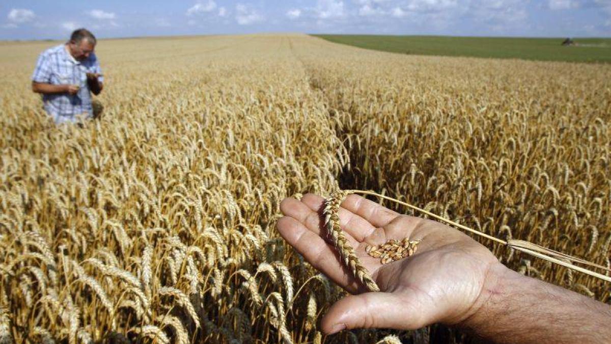 agricultura_87534300