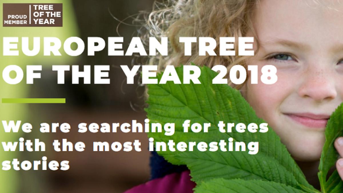 arborele_european_al_anului_44380300