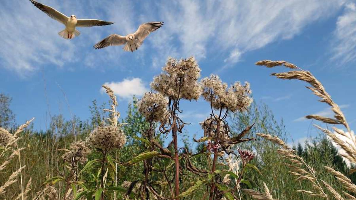 pasari_natura_camp_iarba_42487000