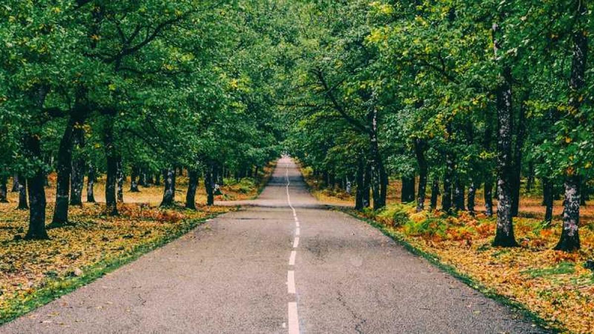 centura_verde_bucuresti_padure_copaci_91934800