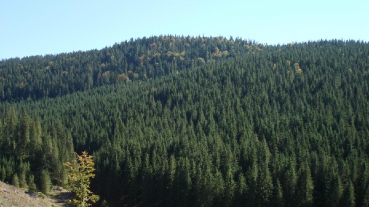 paduri_romania_97732500