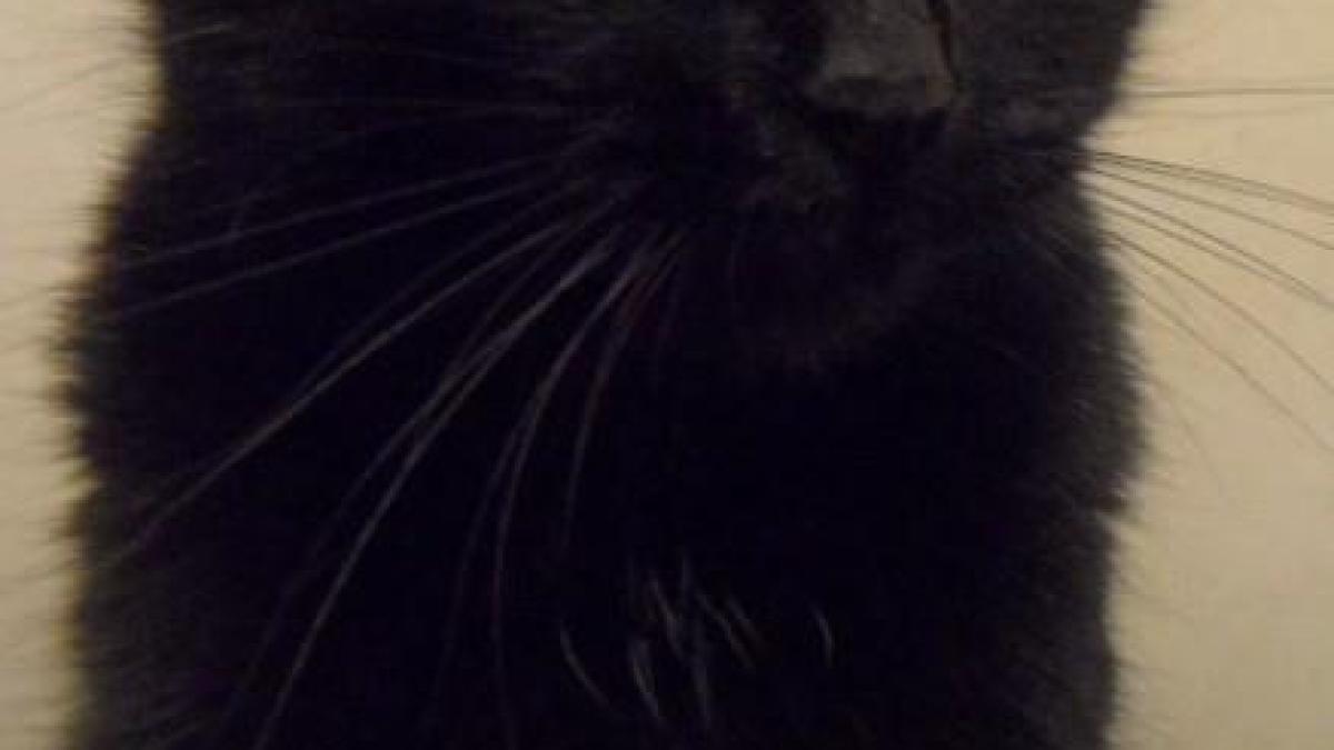 pisica_neagra_31598400