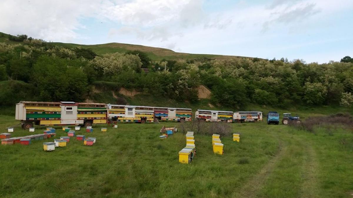 stup_albine_29468800