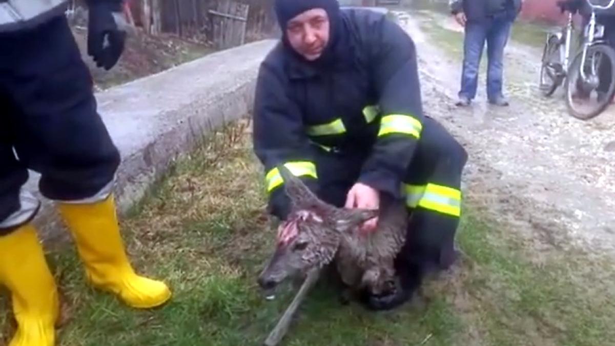 caprioara_zarnesti_salvata_57280500