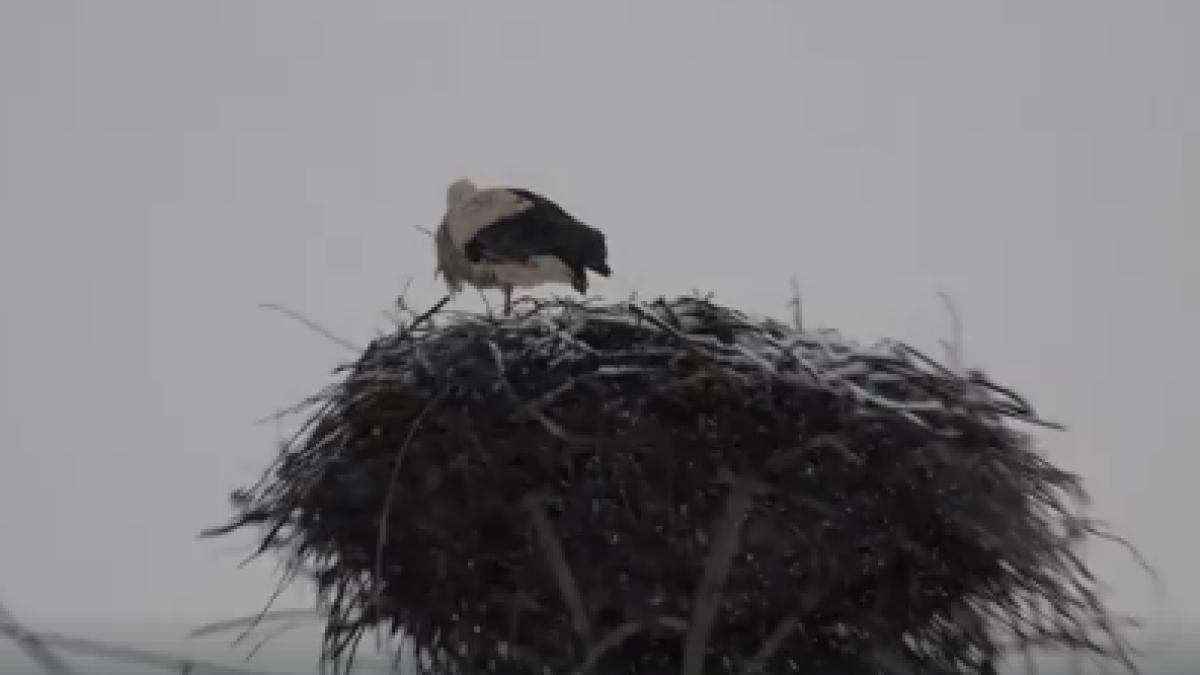 capturaprc-ccprc-86_de_ecran_din_2018_03_22_la_15_49_43_13589700