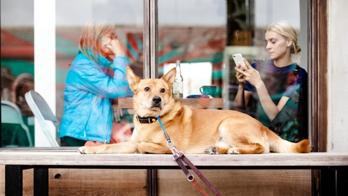 caine_fete_smart_cafenea_74879000