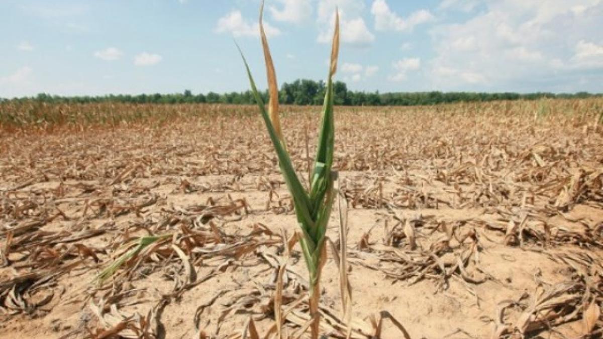 seceta_africa_extinctie_39044100