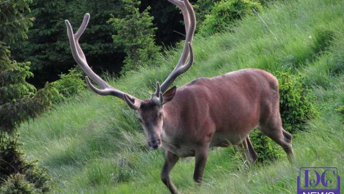 cerb_carpati_vanatoare_21200000