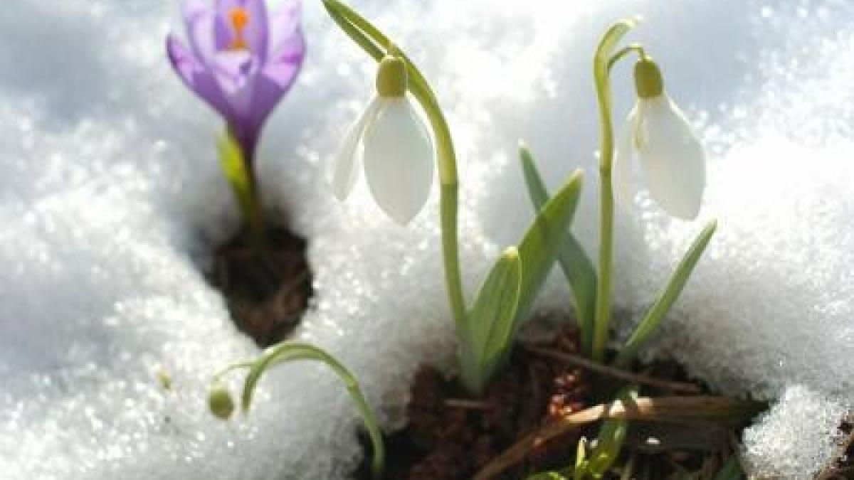 vreme_de_primavara_cu_pana_la_16_grade_celsius_in_urmatoarele_doua_saptamani_246670_74145500