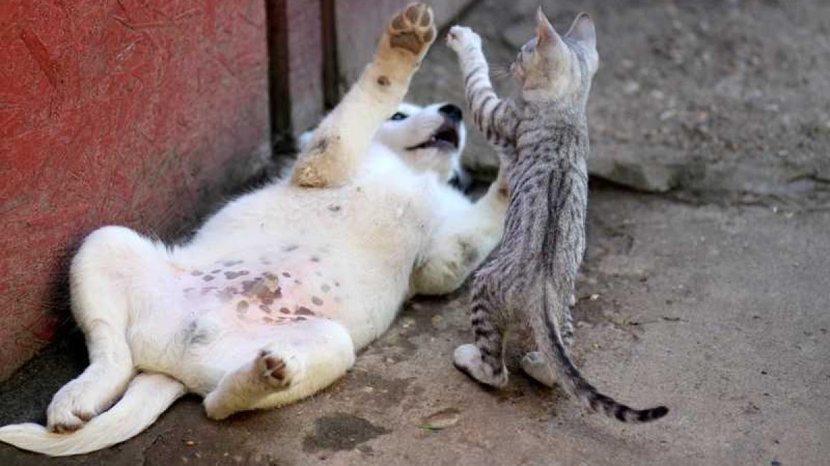 caine_pisica_joaca_34664400