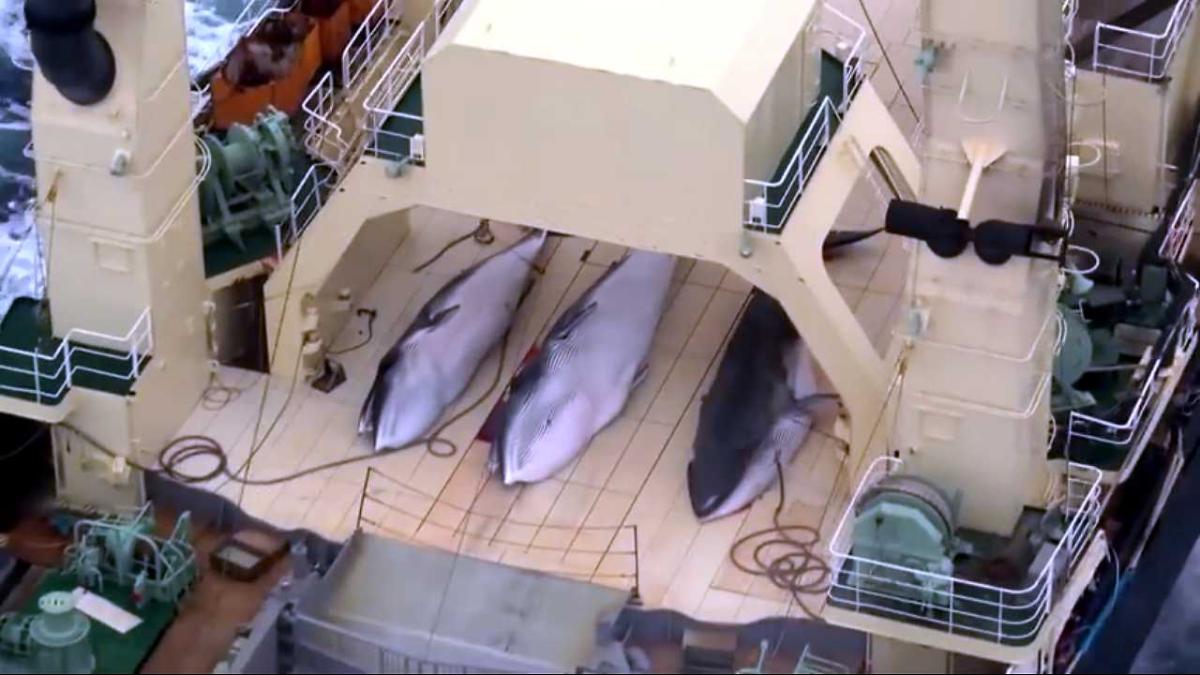 captura_balene_82845500