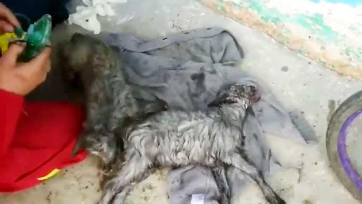 iezi_salvati_pompieri_83434900