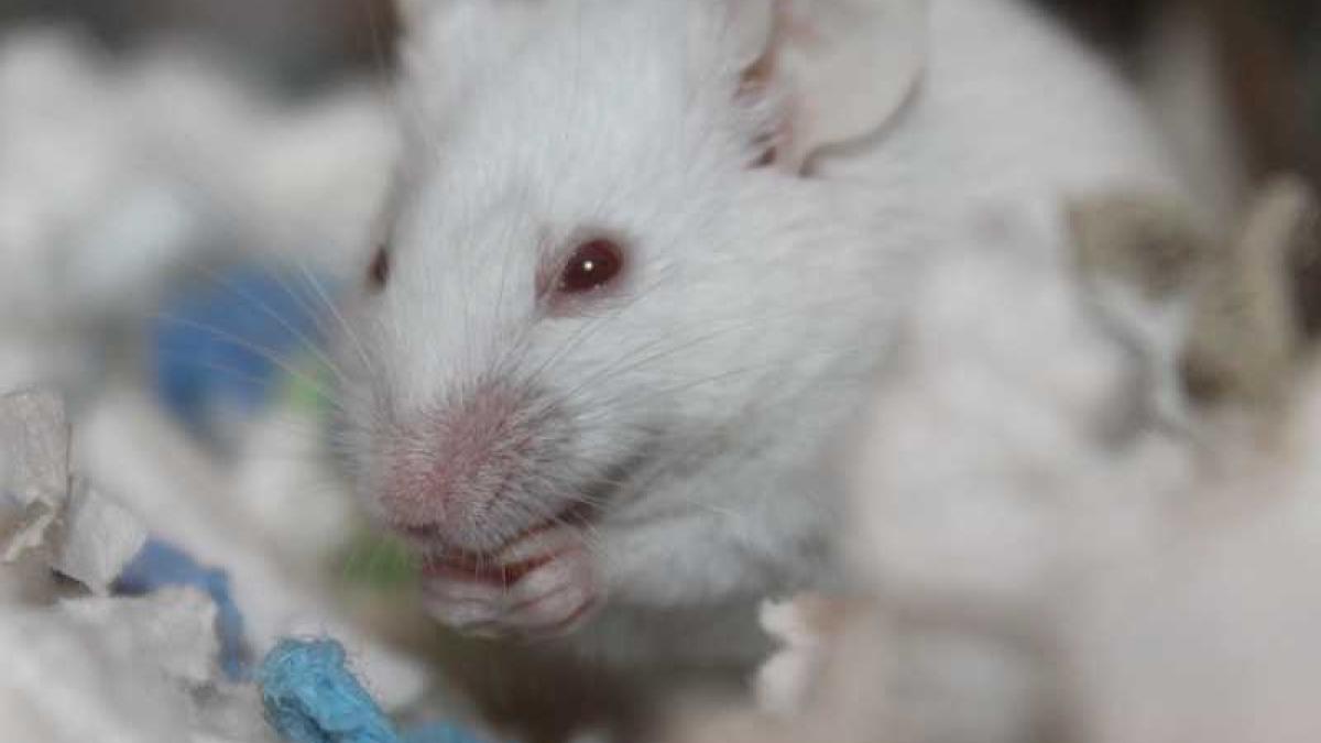 soarece_roade_05855000