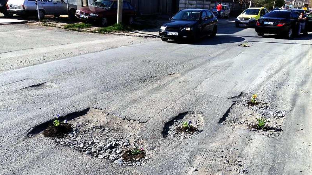 panselute_tulcea_98204300