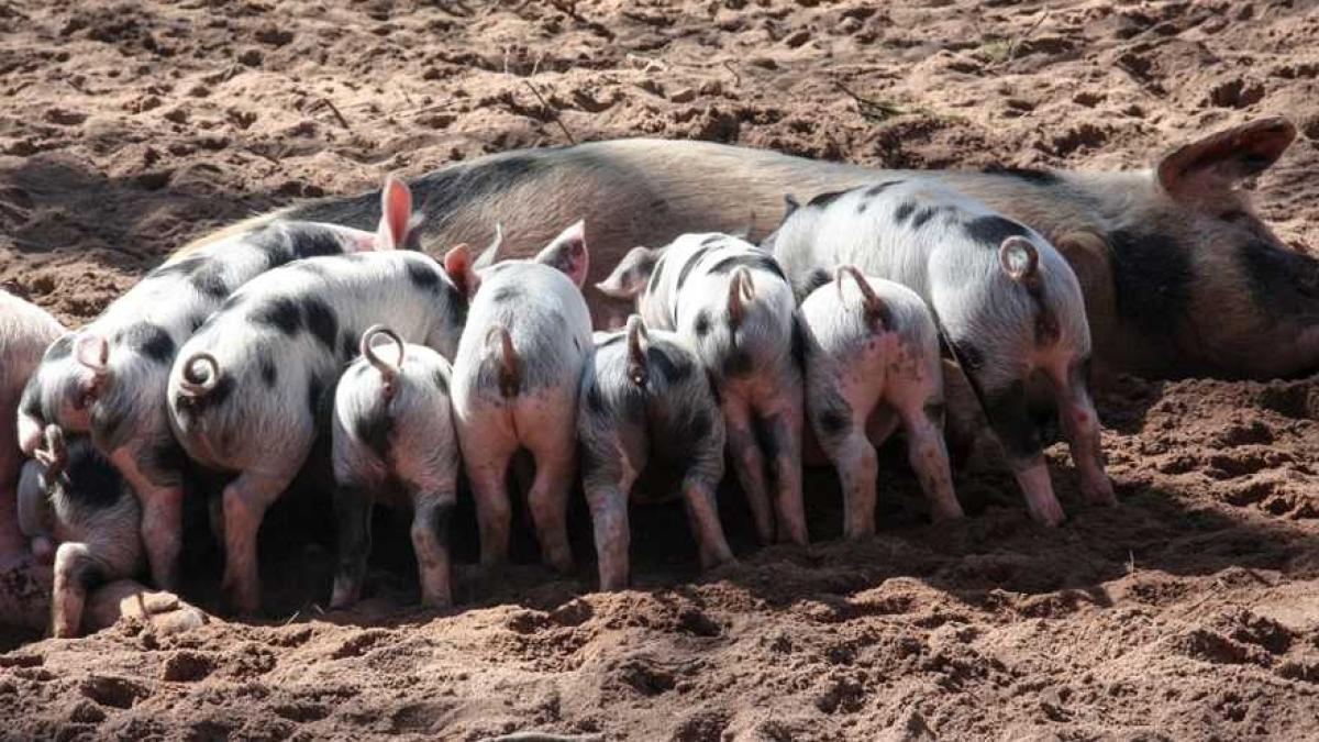 porci_scroafa_purcei_97361900