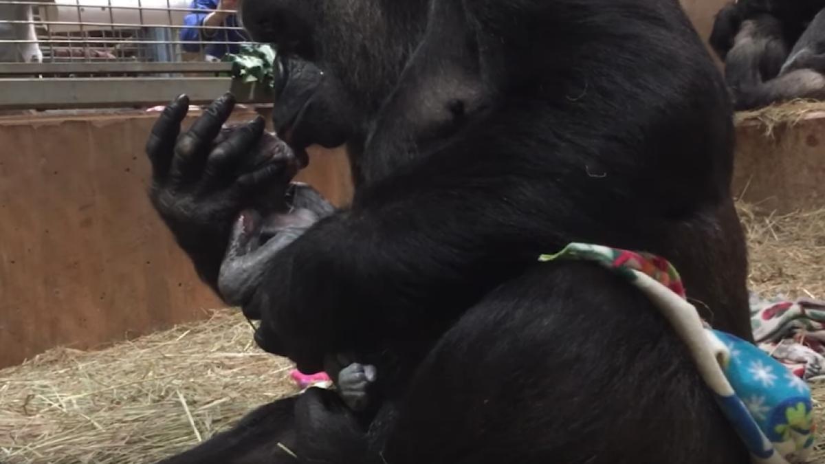 screen_shot_2018_04_17_at_22_28_41_61046700