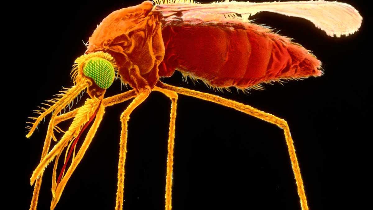 malaria_63490200