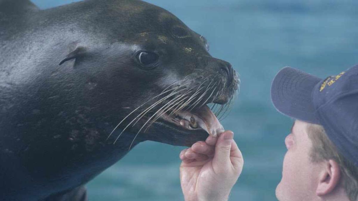 leu_de_mare_33619700