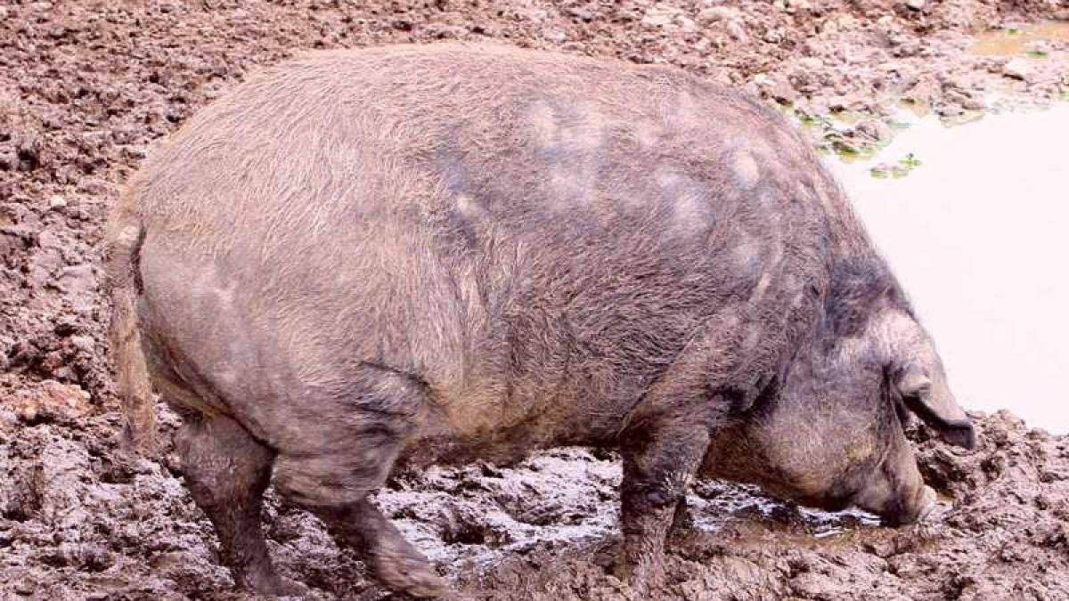 porc_mangalita_76696300