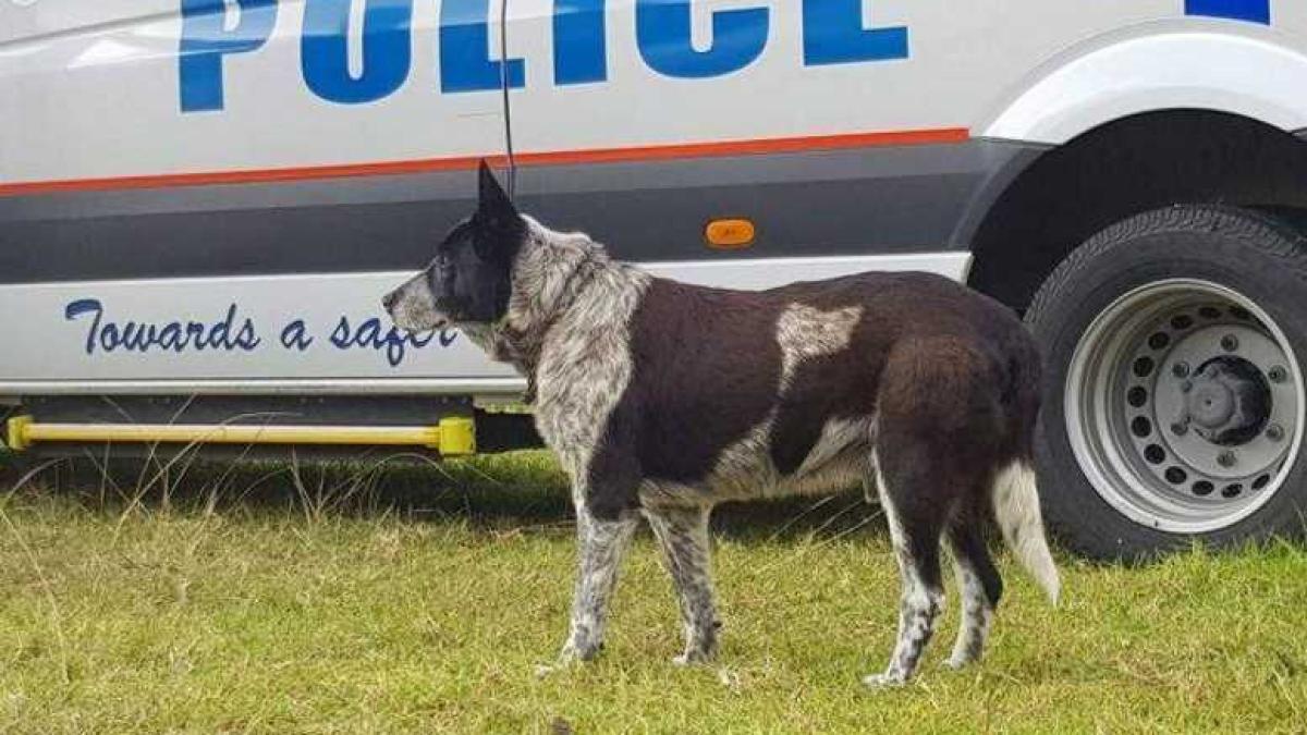 max__blue_heeler2_05342100