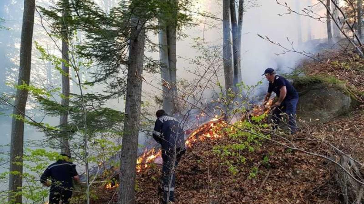 incendiu_padure_pompieri_28780700